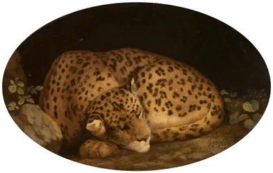 Leopardo durmiendo, 1777