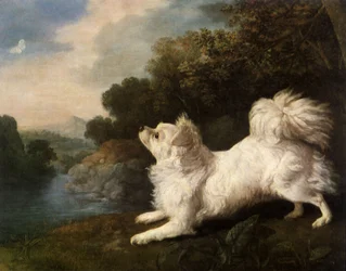 Spaniel perteneciente al pintor Cosway persiguiendo una mariposa