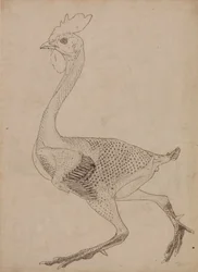 Estudio de un Ave, Vista Lateral, de Una Exposición Anatómica Comparativa de la Estructura del Cuerpo Humano con la de un Tigre y un Ave Común, 1795-1806