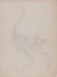 Estudio de un ave, vista lateral, de Una exposición anatómica comparativa de la estructura del cuerpo humano con la de un tigre y un ave común, 1795-1806
