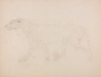 Estudio de un Tigre, Vista Lateral, de Una Exposición Anatómica Comparativa de la Estructura del Cuerpo Humano con la de un Tigre y un Ave Común, 1795-1806