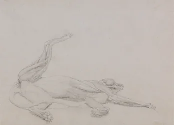Estudio de un Tigre, Recostado, Vista Ventral, de Una Exposición Anatómica Comparativa de la Estructura del Cuerpo Humano con la de un Tigre y un Ave Común, 1795-1806