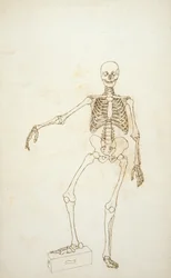 Estudio de la figura humana, vista anterior, de 