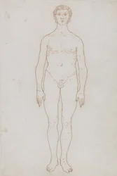 Estudio de la Figura Humana, Vista Anterior, de 