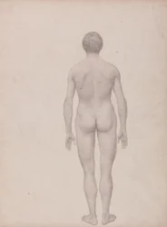 Estudio de la figura humana, vista posterior, no disecada, estudio terminado para la tabla VII, de Una exposición anatómica comparativa de la estructura del cuerpo humano con la de un tigre y un ave común