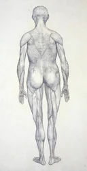 Estudio de la figura humana, vista posterior, de Una exposición anatómica comparativa de la estructura del cuerpo humano con la de un tigre y una gallina común, c.1795-1806