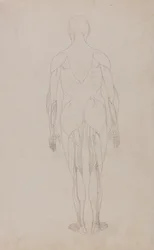 Estudio de la figura humana, vista posterior, de Una exposición anatómica comparativa de la estructura del cuerpo humano con la de un tigre y una gallina común, c.1795-1806
