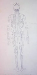Estudio de la figura humana, vista posterior, de Una exposición anatómica comparativa de la estructura del cuerpo humano con la de un tigre y una gallina común, c.1795-1806