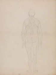 Estudio de la figura humana, vista posterior, de Una exposición anatómica comparativa de la estructura del cuerpo humano con la de un tigre y un ave común