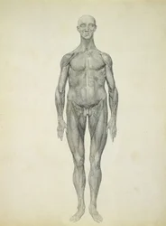 La Figura Humana, vista anterior, de la serie 