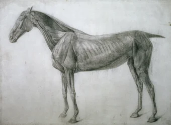 El estudio de los músculos: dibujo de écorché visto desde el flanco, de la 13ª tabla anatómica, de la Anatomía del caballo, 1766