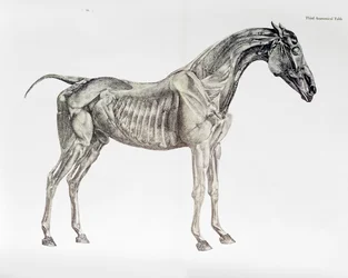 Tercera Tabla Anatómica, de 