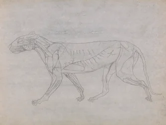 Cuerpo de tigre, vista lateral