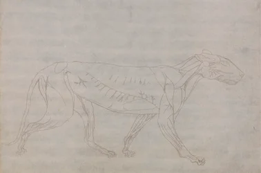 Cuerpo de tigre, vista lateral