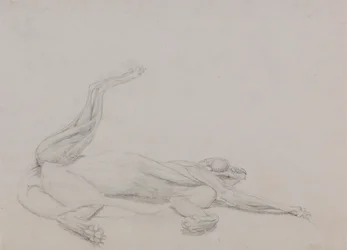 Cuerpo de tigre, reclinado, visto ventralmente