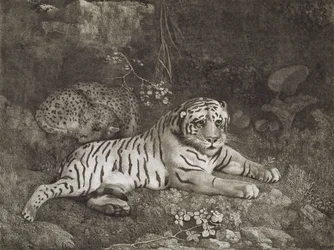 Dos tigres, grabado por el artista, pub. 1788