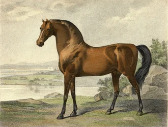 Warren Hastings Árabe