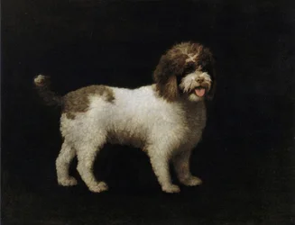 Perro de aguas