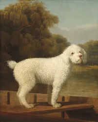 Caniche blanco en una barca
