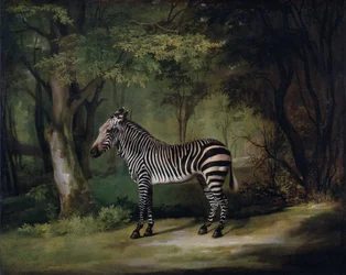Cebra