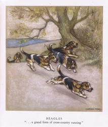 Beagles (litografía en color)
