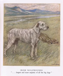 Irish Wolfhounds (litografía en color)