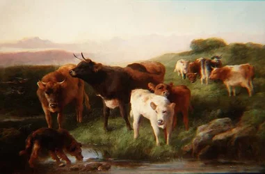Ganado de las Tierras Altas Pastando