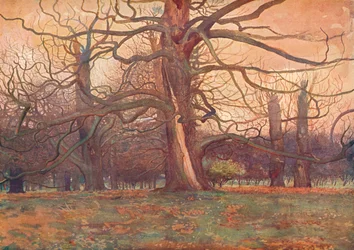 Estudio de un roble, c. 1878