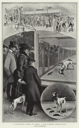 Un deporte favorito en París, una competencia de matar ratas