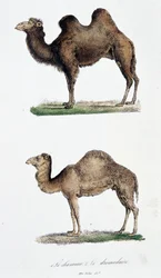 Camello y dromedario