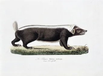 Placa de Historia Natural: Tabla zoológica que representa al Telagon, Mydaus meliceps según Hosfield - en "Obras Completas de Buffon" del naturalista Georges Louis Leclerc, Conde de Buffon (1707 - 1788). Grabado de 1837.
