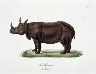 Placa de Historia Natural: Placa zoológica que representa al Rinoceronte - en “Obras Completas de Buffon” del naturalista Georges Louis Leclerc, Conde de Buffon (1707 - 1788). Grabado de 1837