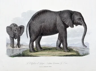 Placa de Historia Natural: Placa zoológica que representa al elefante africano; Elephas Africanus - en “Obras Completas de Buffon” del naturalista Georges Louis Leclerc, Conde de Buffon (1707 - 1788). Grabado de 1837