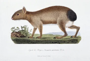 Placa de Historia Natural: Tabla zoológica que representa el Agutí de los Patagones, Dasyprocta patachonica - en 
