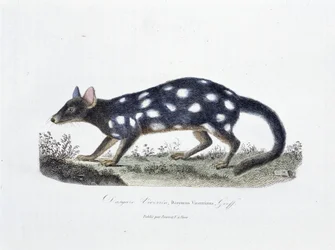 Placa de Historia Natural: Tabla zoológica que representa al Dasyure Viverrin, Dasyurus Viverrinus - en "Obras Completas de Buffon" del naturalista Georges Louis Leclerc, Conde de Buffon (1707 - 1788). Grabado de 1837.