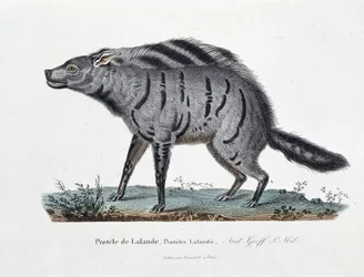 Placa de Historia Natural: Placa zoológica que representa al Protele de Lalande, Proteles Lalandii - en “Obras Completas de Buffon” del naturalista Georges Louis Leclerc, Conde de Buffon (1707 - 1788). Grabado de 1837