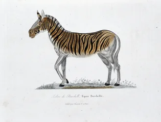 Placa de Historia Natural: Tabla zoológica que representa la Cebra de Burchell, Equus Burchellii - en 