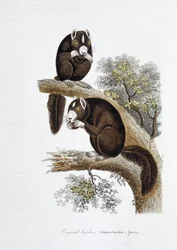 Placa de Historia Natural: Tabla zoológica que representa la ardilla bicolor (Sciurus bicolor) - en 