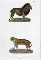 Placa de Historia Natural: Tabla zoológica que representa al león y al tigre - en 