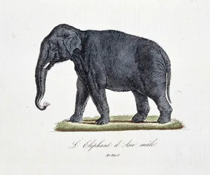 Placa de Historia Natural: Carta zoológica que representa al elefante asiático macho - en "Obras completas de Buffon" del naturalista Georges Louis Leclerc, Conde de Buffon (1707 - 1788). Grabado de 1837.