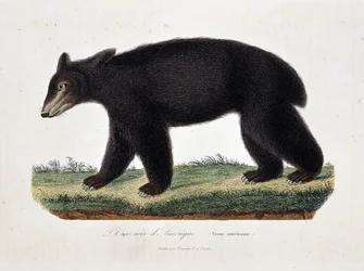 Lámina de historia natural: cuadro zoológico que representa al oso negro americano (Ursus americanus) - en las «Obras de Buffon» del naturalista Georges Louis Leclerc, conde de Buffon (1707 - 1788). Grabado de 1837.