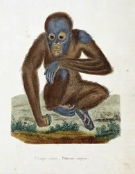 Placa de Historia Natural: Gráfico zoológico que representa al Orangután (orangután, orangután, orangután), Pithecus satyrus - en “Obras Completas de Buffon” del naturalista Georges Louis Leclerc, Conde de Buffon (1707 - 1788). Grabado de 1837