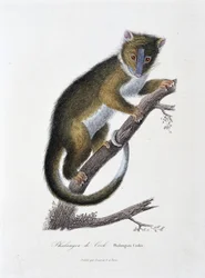 Placa de Historia Natural: Gráfico zoológico que representa al Phalanger de Cook (Phalangista Cookii) - en “Obras de Buffon” del naturalista Georges Louis Leclerc, Conde de Buffon (1707 - 1788). Grabado de 1837