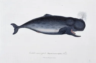 Placa de Historia Natural: Carta zoológica que representa al cachalote macrocefálico, Physeter macrocephalus, Bonn - en "Obras de Buffon" del naturalista Georges Louis Leclerc, Conde de Buffon (1707 - 1788). Grabado de 1837.