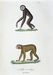 Historia natural: Tabla zoológica representando 1. El Gibón y 2. El Magot - en “Obras completas de Buffon” por el naturalista Georges Louis Leclerc, Conde de Buffon (1707 - 1788). Grabado de 1837.