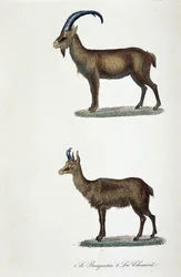 Tabla de historia natural: Tabla zoológica que representa 1. El Íbice y 2. El Chamois - en "Obras completas de Buffon" por el naturalista Georges Louis Leclerc, Conde de Buffon (1707 - 1788). Grabado de 1837.