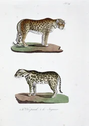 Placa de historia natural: Tabla zoológica que representa 1. El Leopardo y 2. El Jaguar - en "Obras Completas de Buffon" del naturalista Georges Louis Leclerc, Conde de Buffon (1707 - 1788). Grabado de 1837.