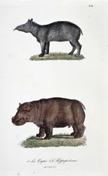 Tabla de historia natural: Tabla zoológica que representa 1. El Tapir y 2. El Hipopótamo - en "Obras completas de Buffon" por el naturalista Georges Louis Leclerc, Conde de Buffon (1707 - 1788). Grabado de 1837.