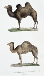 Tabla de historia natural: Tabla zoológica que representa 1. El camello y 2. El dromedario - en 