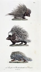 Placa de Historia Natural: Carta zoológica que representa 1. El cerdo épico, 2. El cerdo épico de la India y 3. El Coendou - en “Obras Completas de Buffon” por el naturalista Georges Louis Leclerc, Conde de Buffon (1707-1788). Grabado de 1837